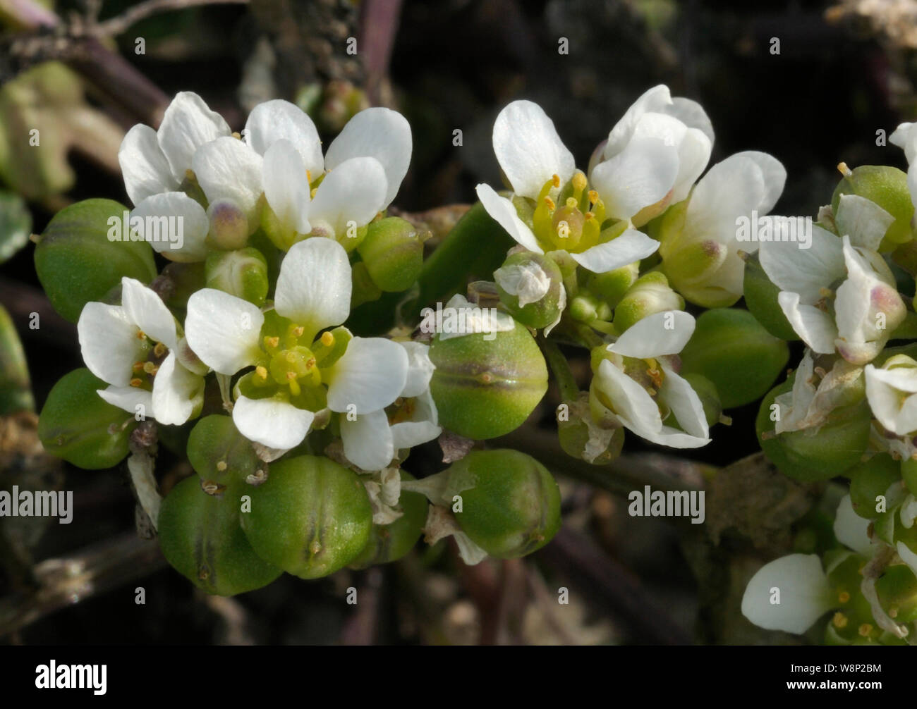 Common Scurvygrass - Cochlearia officinalis Stock Photo