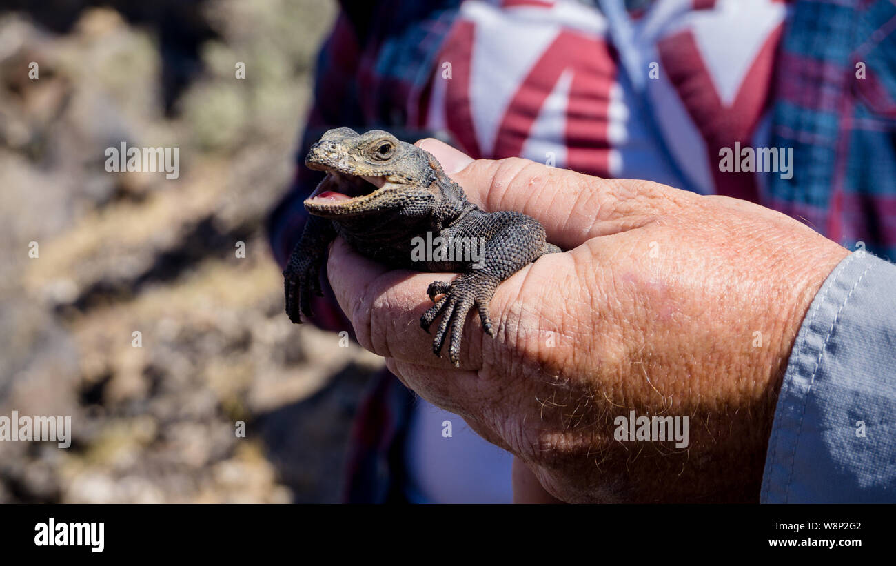 A Chuckwalla (Sauromalus ater) getting hold in the Mojave desert, USA Stock Photo