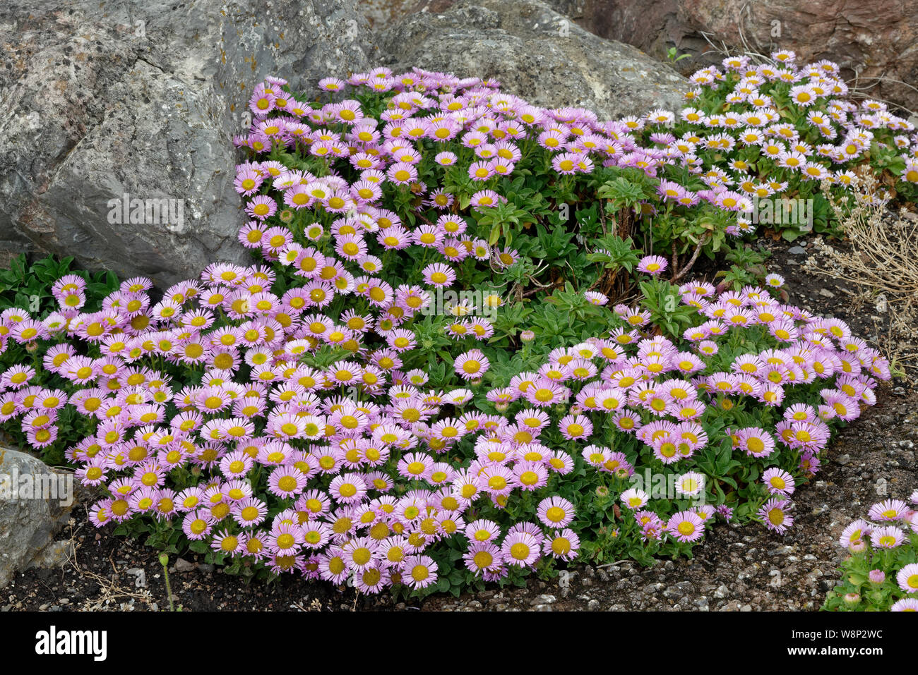 Seaside Daisy - Erigeron glaucus Seaside Fleabane, Beach Aster, or Sea Breeze Native of west coast of USA Stock Photo