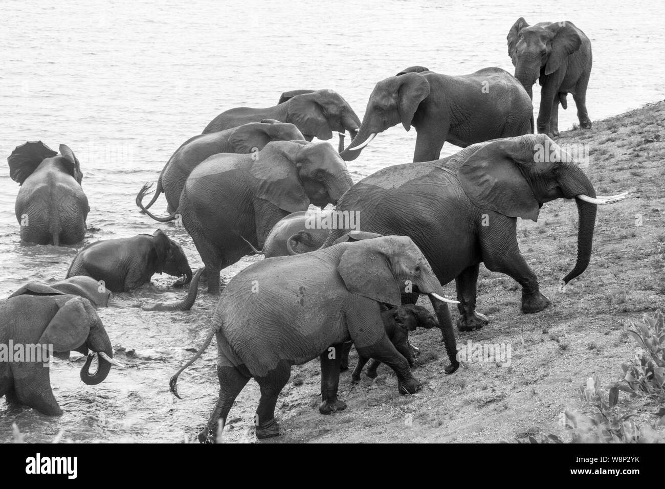 A Parade of Elephants at a Watering Hole in Black and White -  a large family roaming in the wild Stock Photo