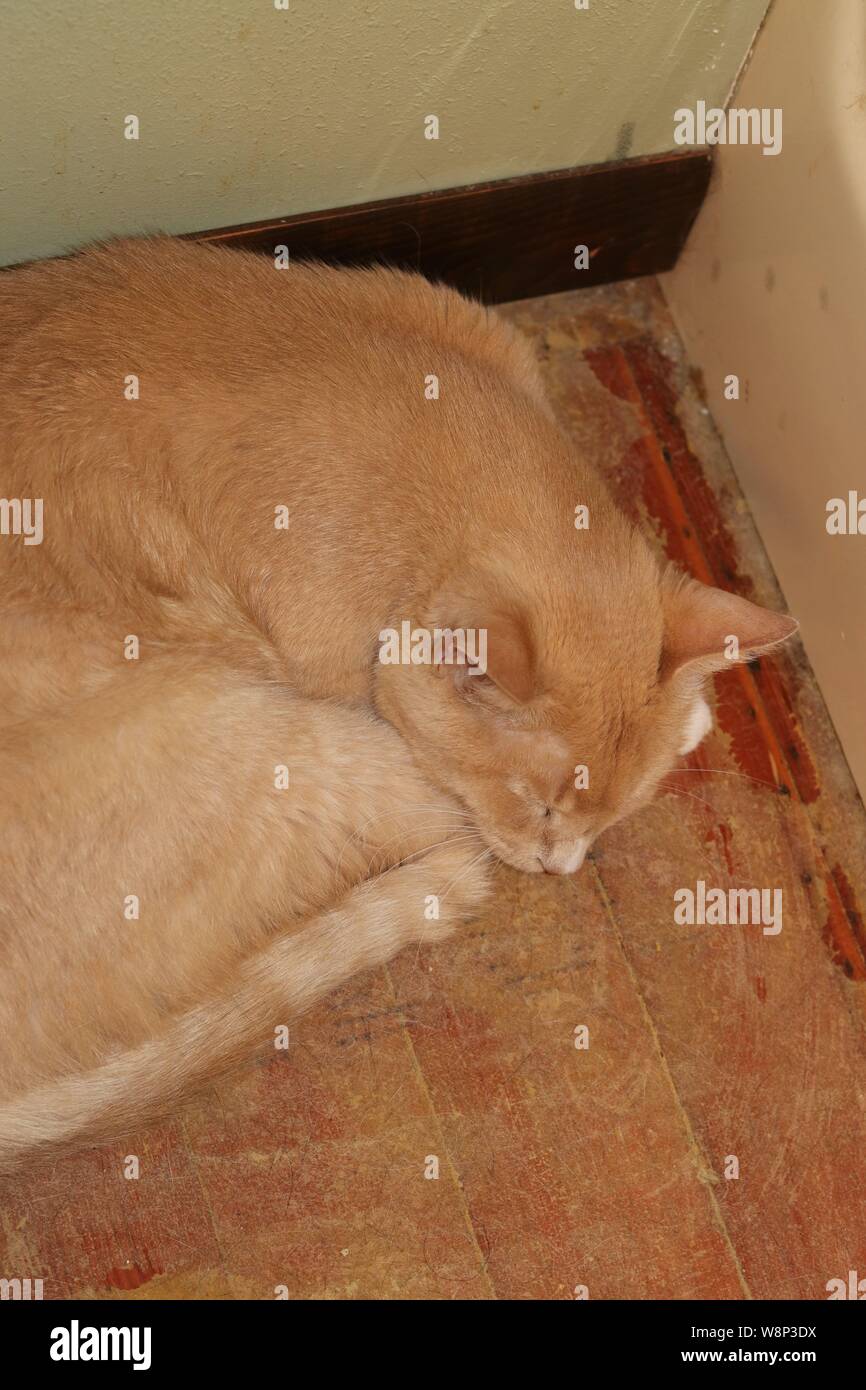 Sleeping orange boy Stock Photo