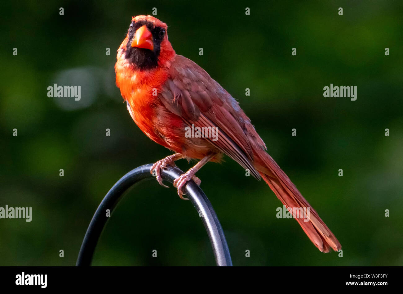 Black and red feathers bird hires stock photography and images Alamy