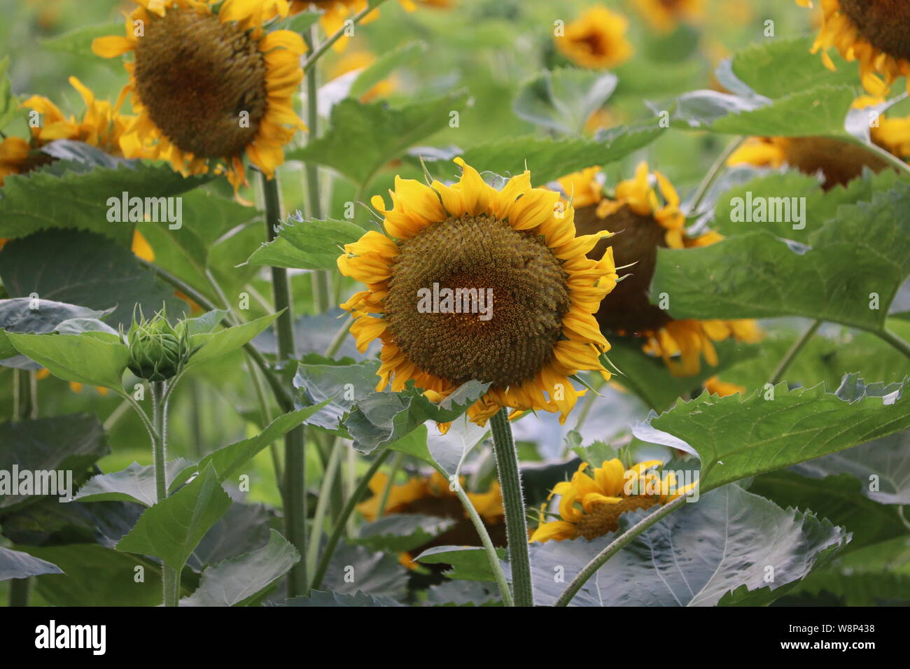 Close up sunflowers hi-res stock photography and images - Alamy