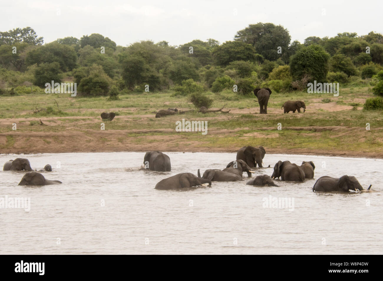 A Parade of Elephants enjoying playing near a watering hold in the Kruger National Park Stock Photo