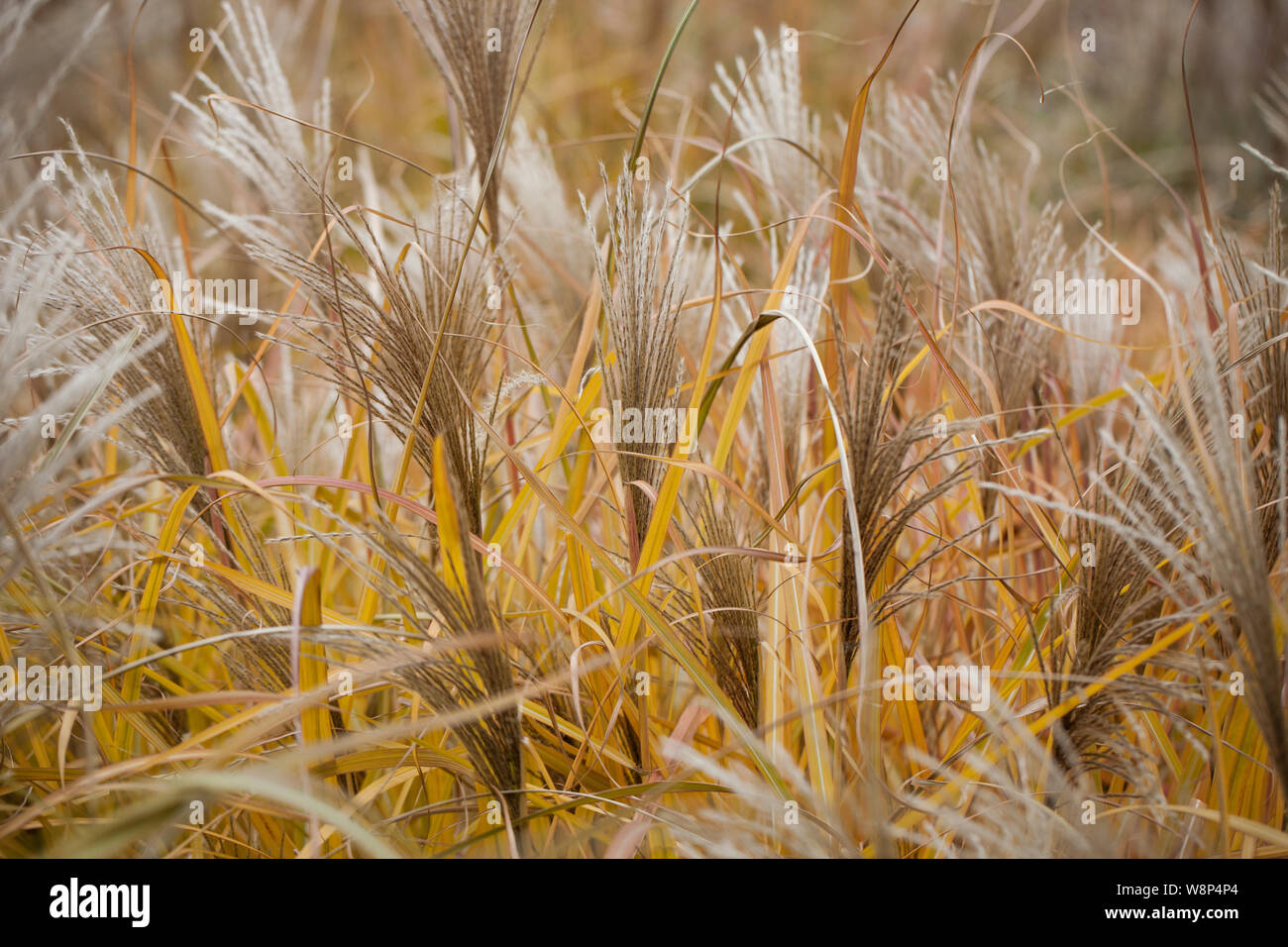 Stalks Vs Reeds Dried Reed Stalks High Resolution Stock Photography and Images - Alamy