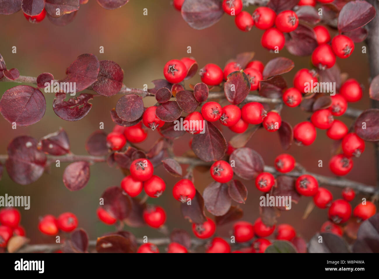 Bright red berries of bearberry cotoneaster in the forest Stock Photo