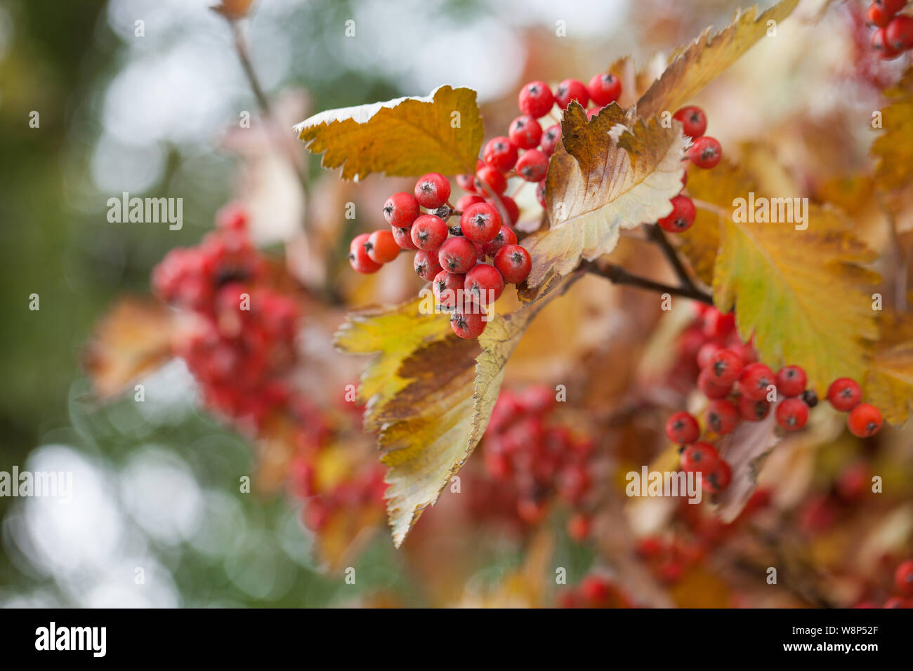 Red viburnum branch in the garden. Viburnum viburnum opulus berries and
