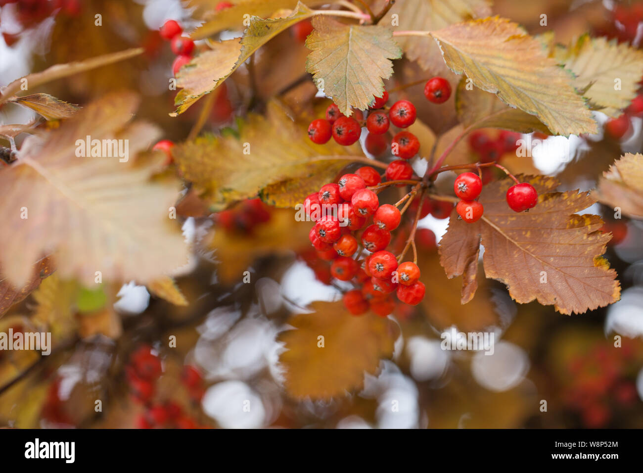 Red viburnum branch in the garden. Viburnum viburnum opulus berries and