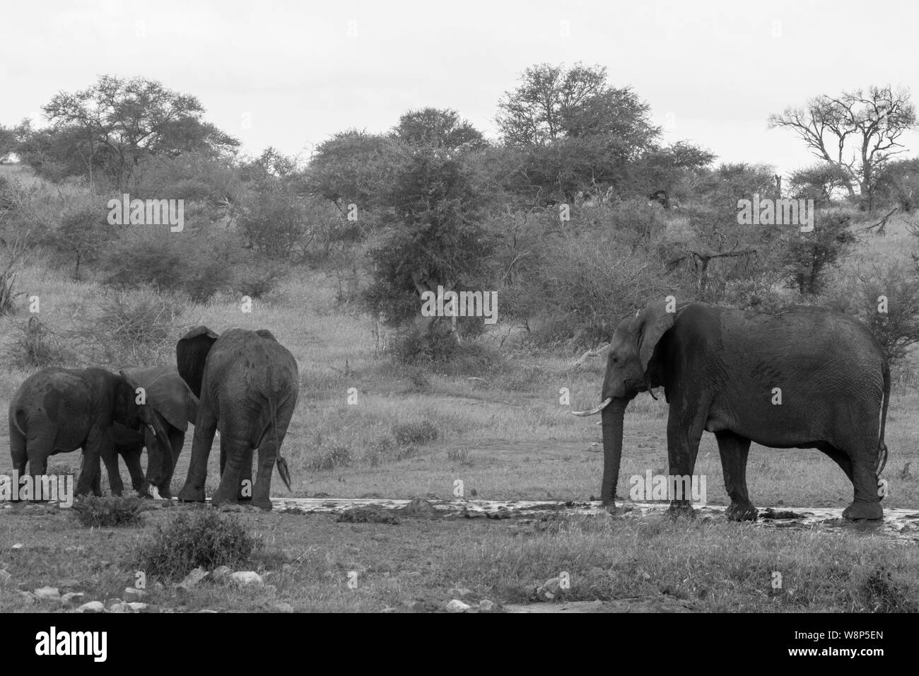 A Parade of Elephants at a Watering Hole in Black and White -  a large family roaming in the wild Stock Photo