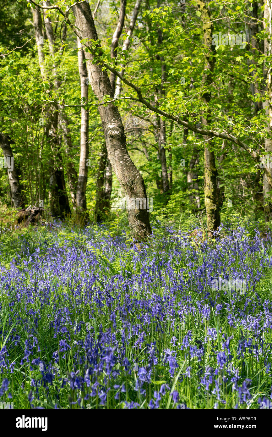Woodland in late spring, with Bluebells covering the woodland floor. Littledale, Lancashire, UK. Stock Photo