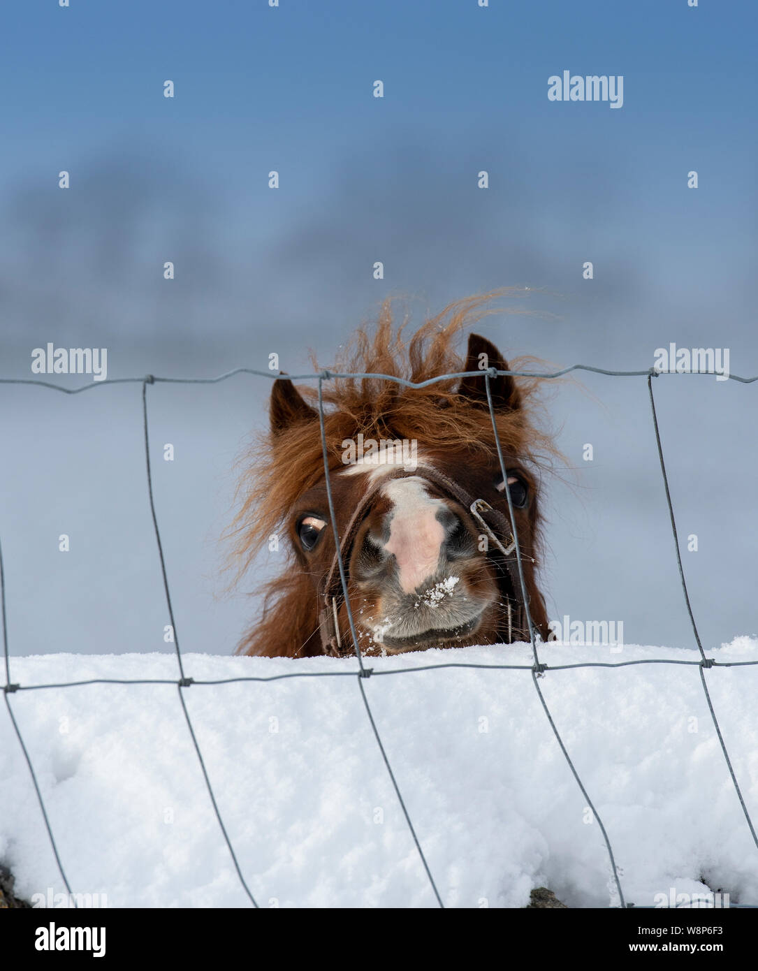 Small pony looking over a snow covered wall. Cumbria, UK. Stock Photo