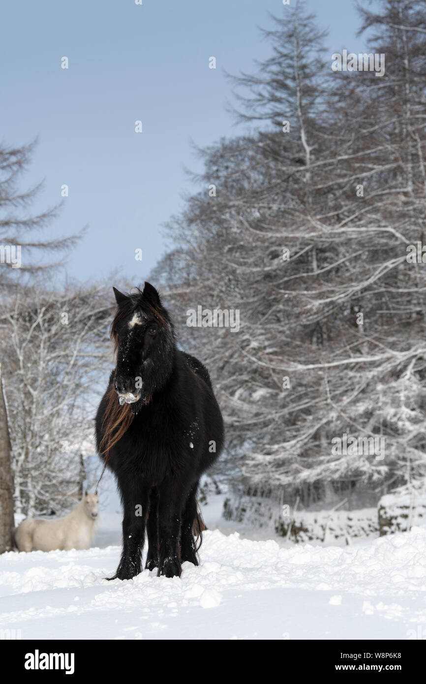 Fell ponies on a snow covered rural track after a snowstorm, Fell End, Cumbria, UK. Stock Photo