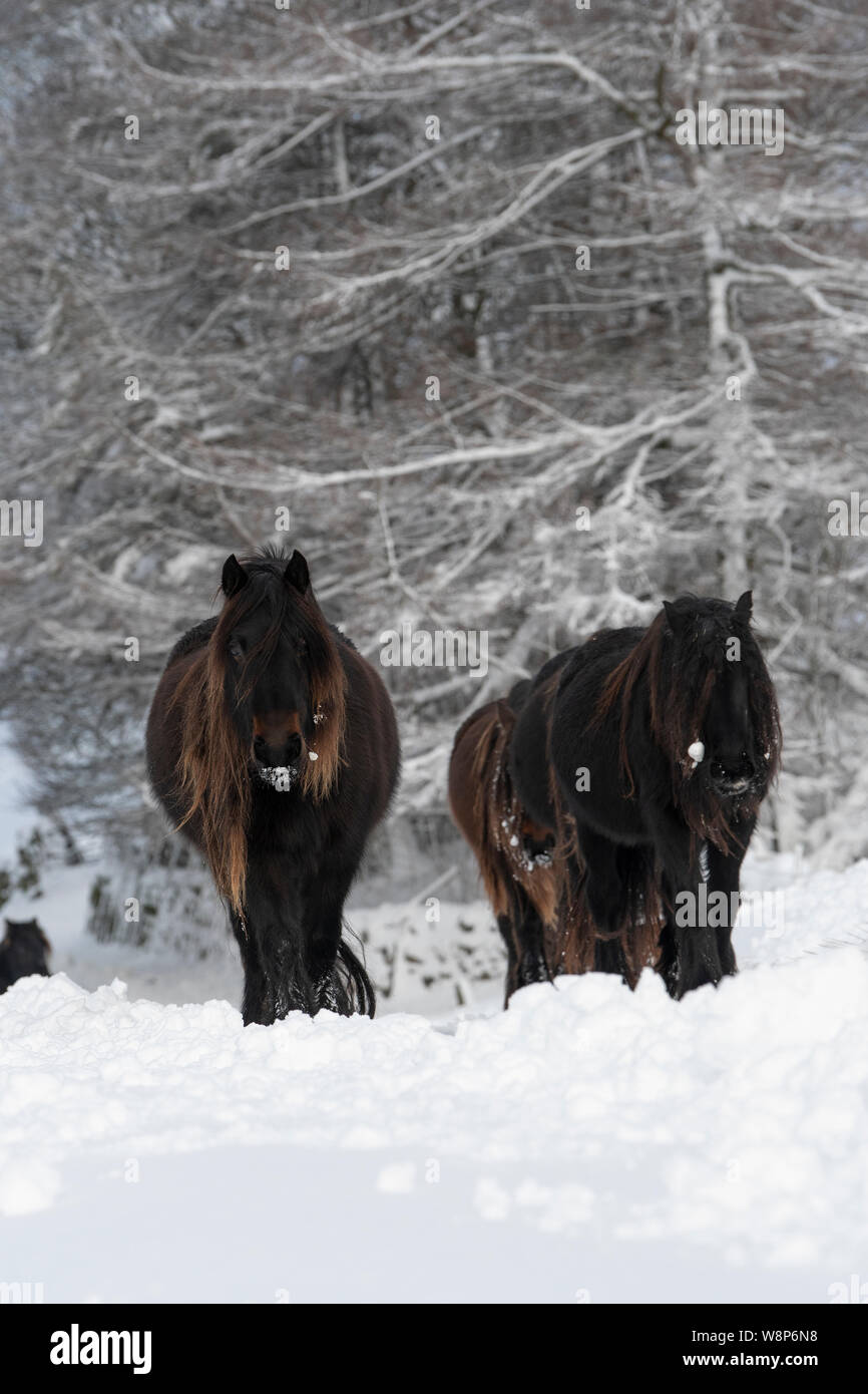 Fell ponies on a snow covered rural track after a snowstorm, Fell End, Cumbria, UK. Stock Photo