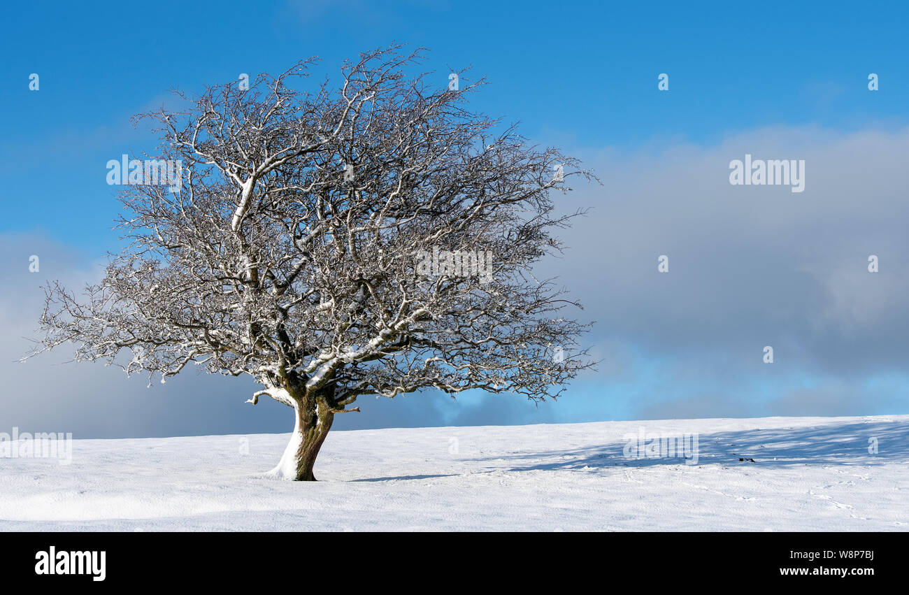 Isolated Hawthorn tree on moorland, covered in snow. Cumbria, UK. Stock Photo