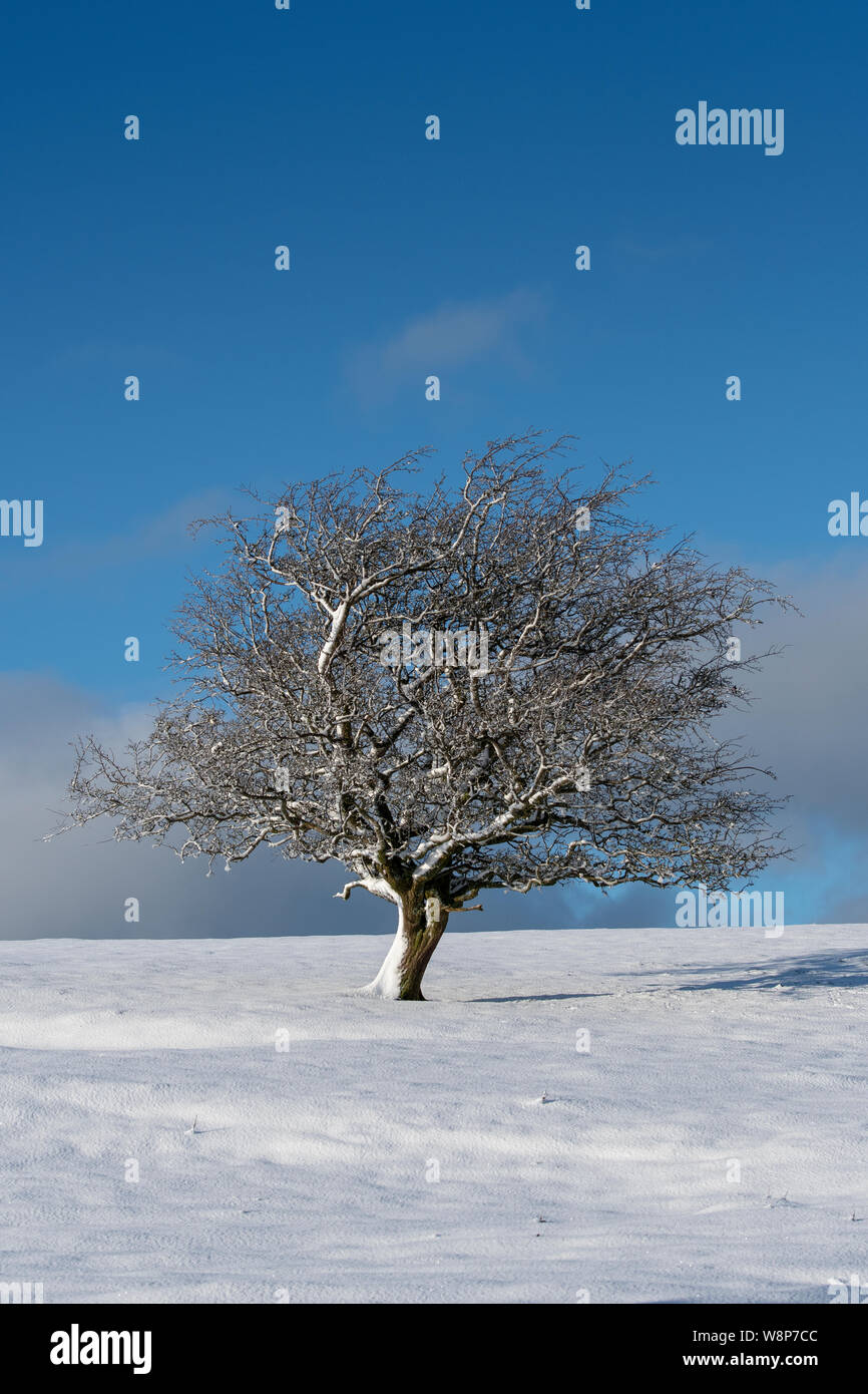 Isolated Hawthorn tree on moorland, covered in snow. Cumbria, UK. Stock Photo