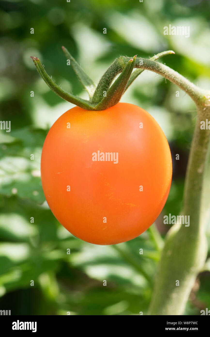 Closeup of a mini orange tomato on a plant. Stock Photo