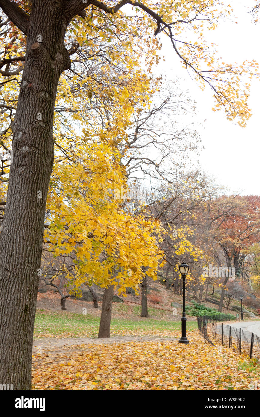 Central Park in the Autumn / Fall Stock Photo - Alamy