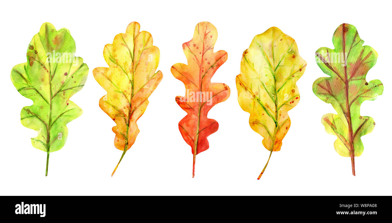 Watercolor autumn set with oak leaves. 5 fallen leaves of yellow, orange and green with drops and splashes. Isolated objects on white background. Elem Stock Photo