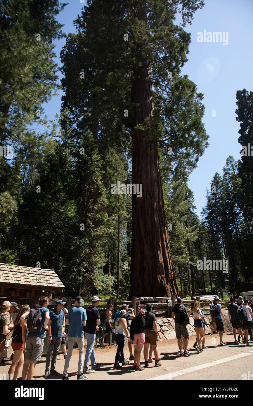 Sequoia Park, CA: The largest tree in the world in Sequoias National Park called General Sherman surrounded by tourists. Stock Photo