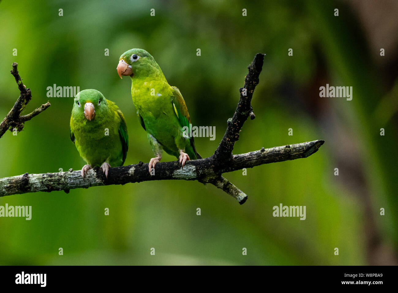 Orange -chinned Parakeet Stock Photo