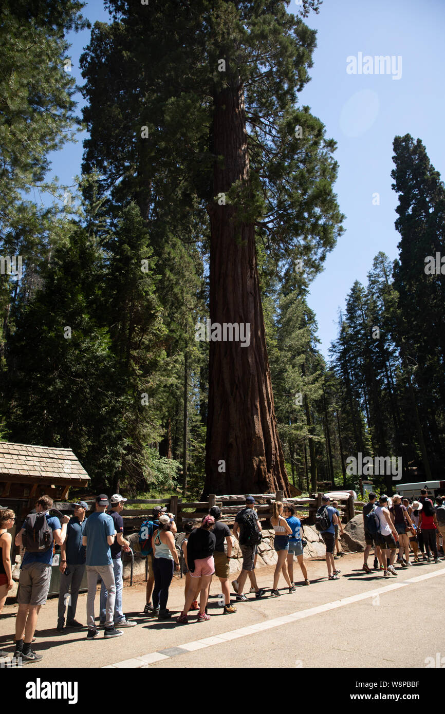 Sequoia Park, CA: The largest tree in the world in Sequoias National Park called General Sherman surrounded by tourists. Stock Photo