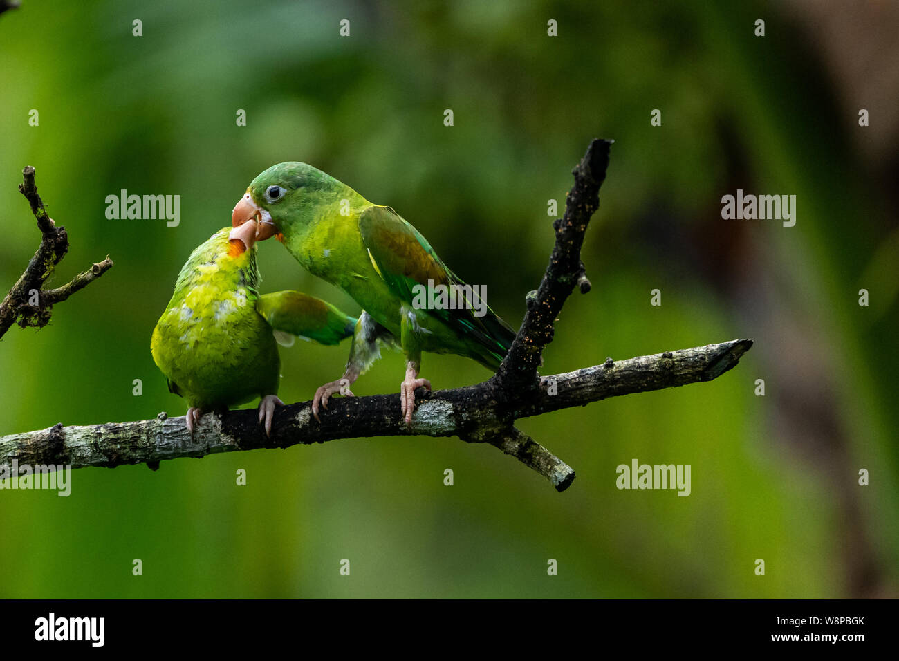 Orange -chinned Parakeet Stock Photo