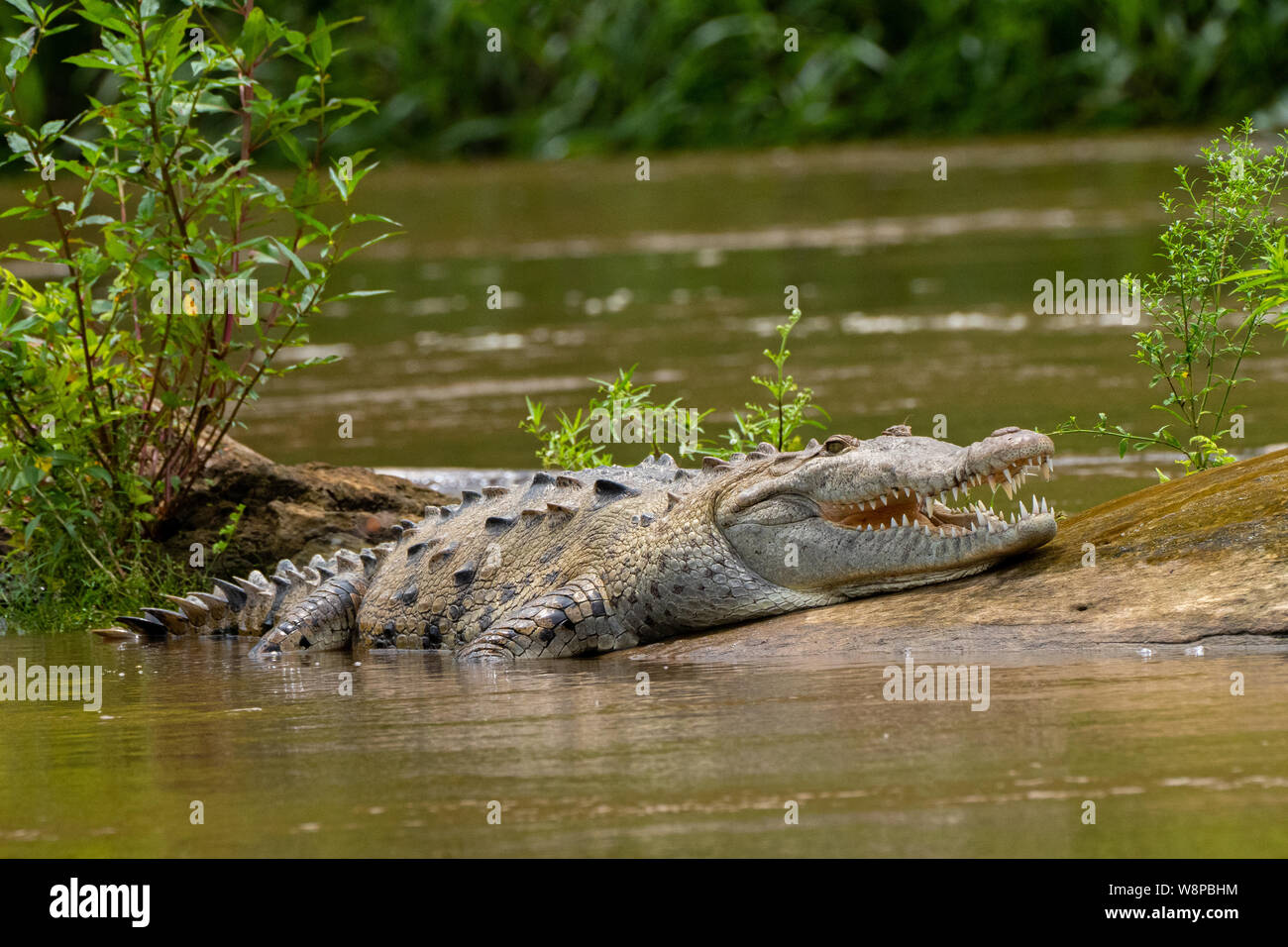 The American crocodile is a large crocodilian that can reach lengths up to  7 metres (4 m being average adult size Stock Photo - Alamy