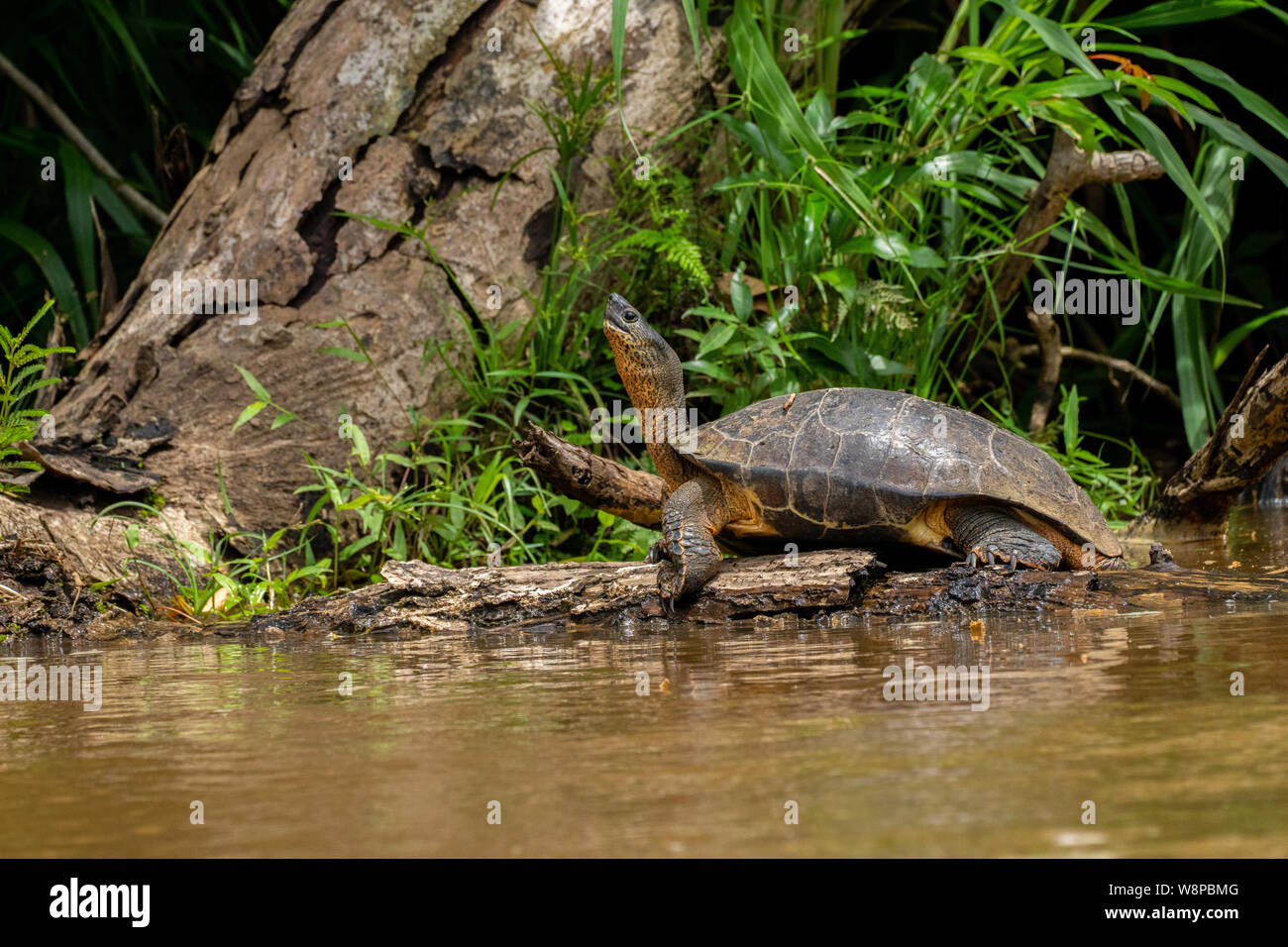 brown wood turtle Stock Photo