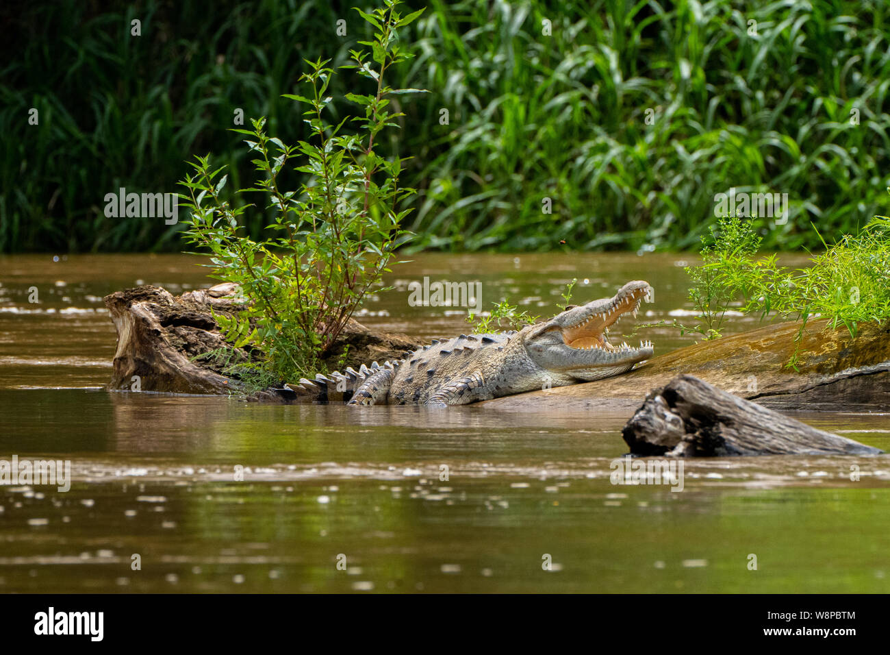 The American crocodile is a large crocodilian that can reach lengths up to 7 metres (4 m being average adult size) Stock Photo