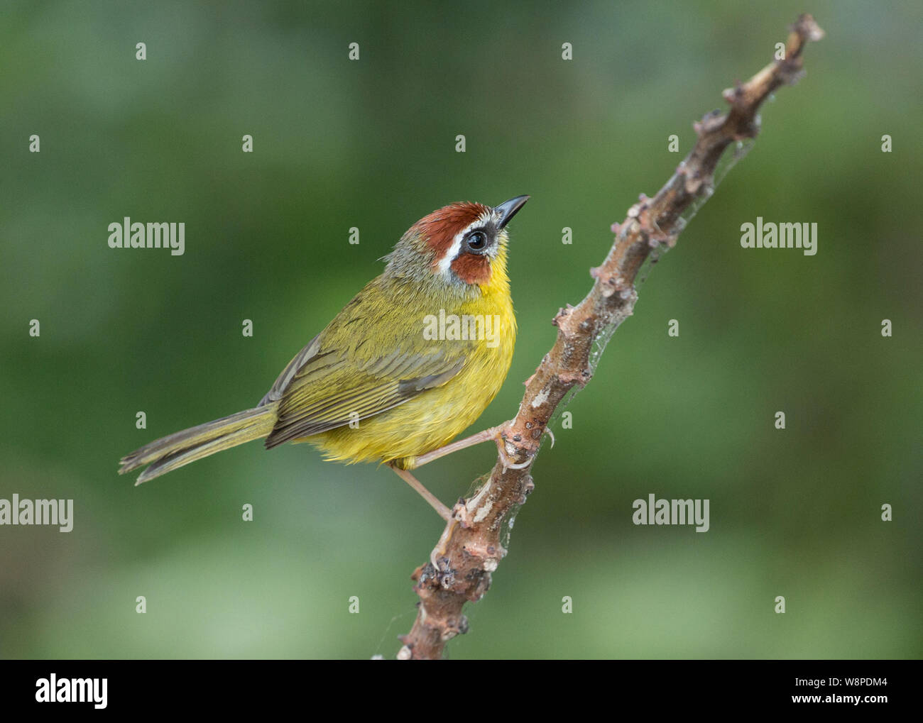 Closeup of Rufous-capped Warbler (Basileuterus rufifrons) perching on a branch in El Valle,Cocle Province,Panama Stock Photo