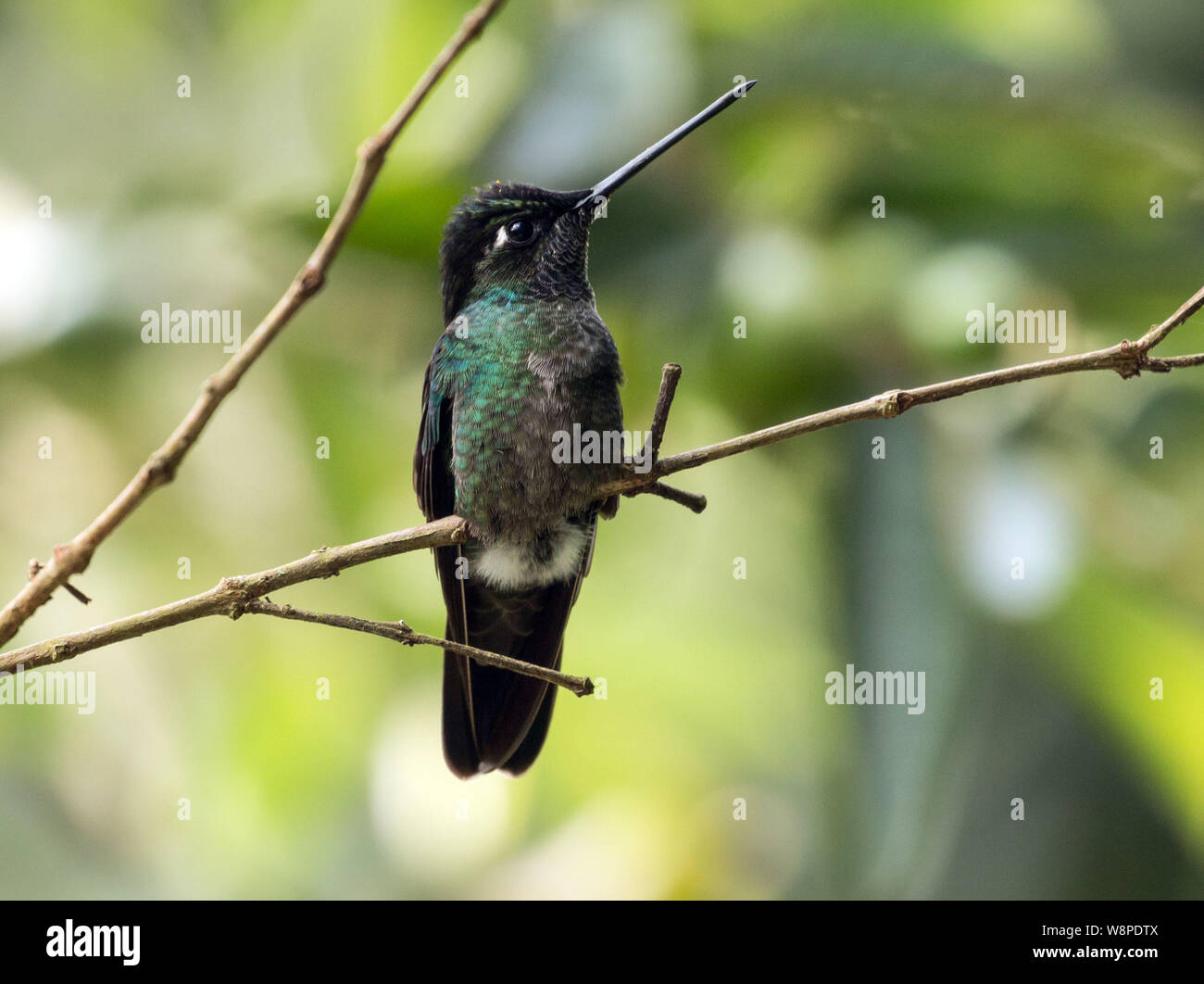 Hummingbird boquete hi-res stock photography and images - Alamy