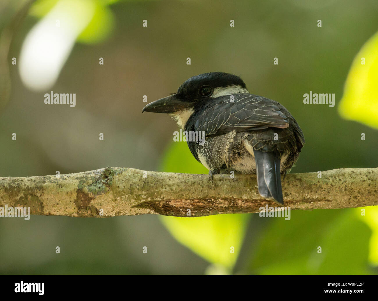 Closeup of Black-breasted Puffbird (Notharchus pectoralis) perching on a branch in Soberania National Park,Panama. Ranges from Panama to Ecuador. Stock Photo