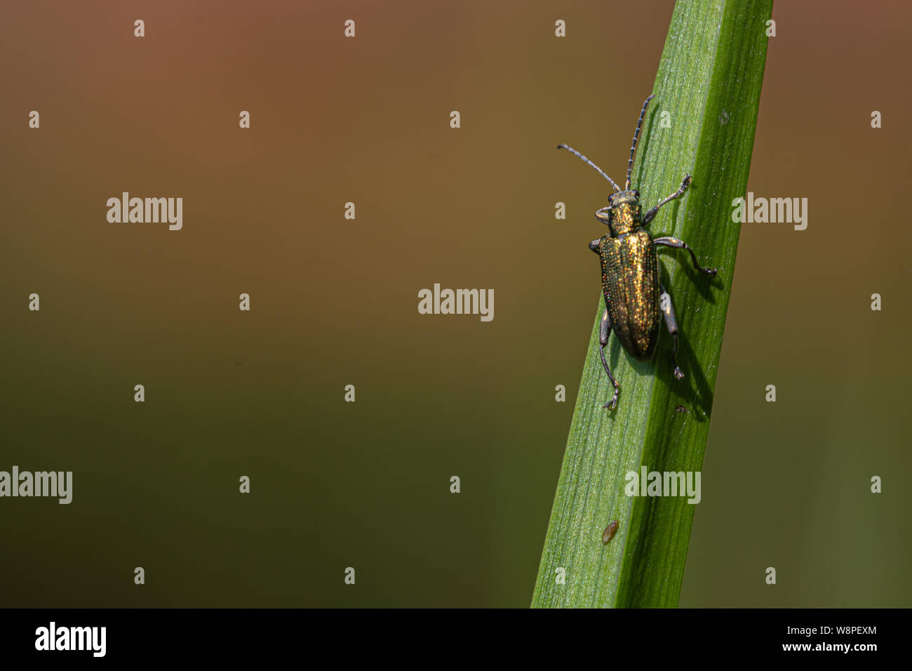 Click beetle or skipjack on a blade of grass with blurred pond colours filling space around for copy Stock Photo