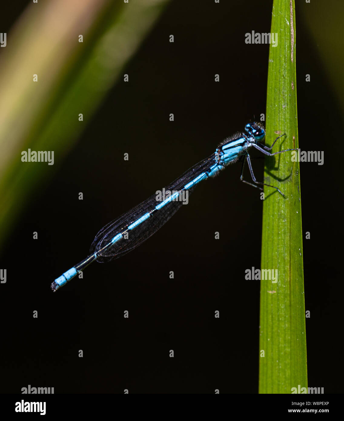 A common blue damselfly clinging to a green reed Stock Photo - Alamy