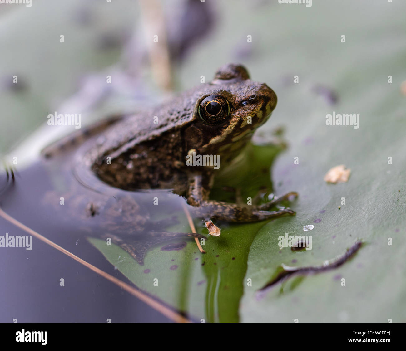 A small green frog on a lily pad in a natural pond habitat Stock Photo