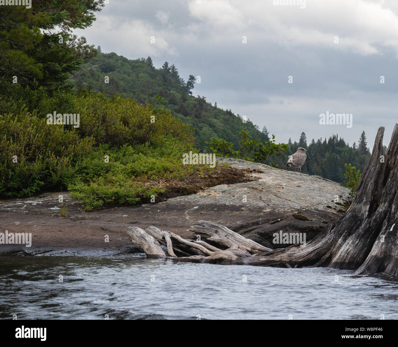 Canadian Shield rock forms a river bank in Muskoka wilderness Stock Photo