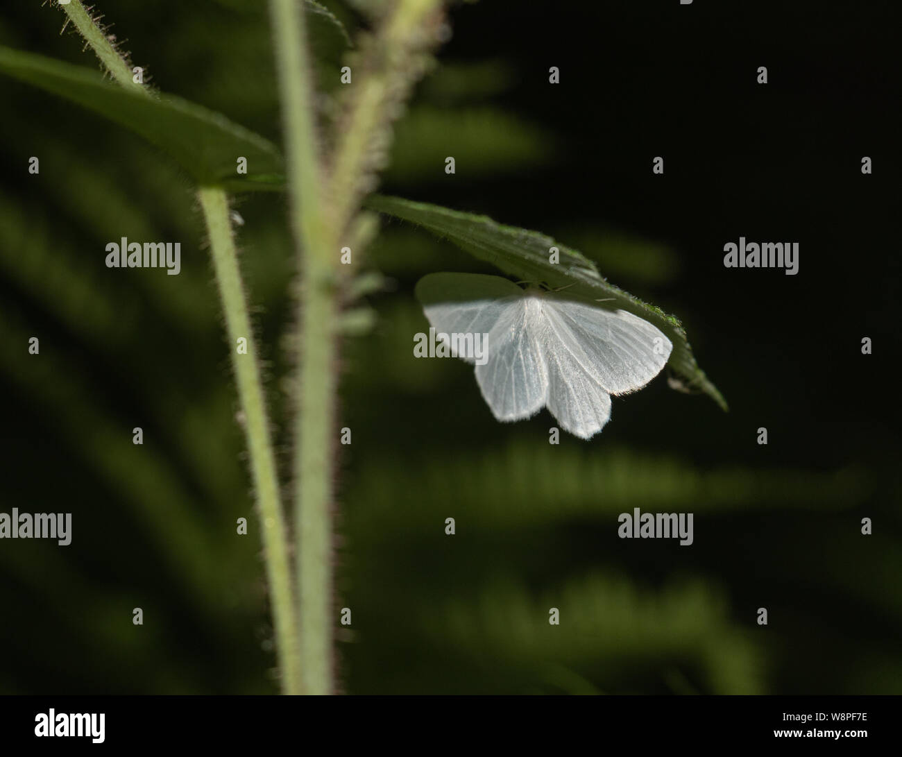 White mustard butterfly on a fern plant Stock Photo Alamy