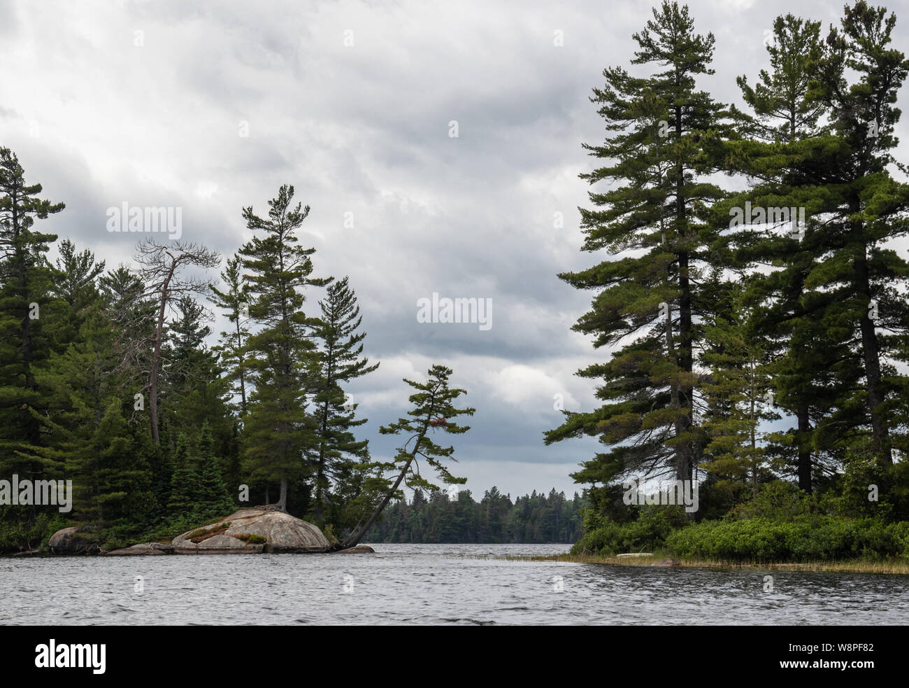 Evergreens leaning over Tea Lake in Algonquin Park Stock Photo