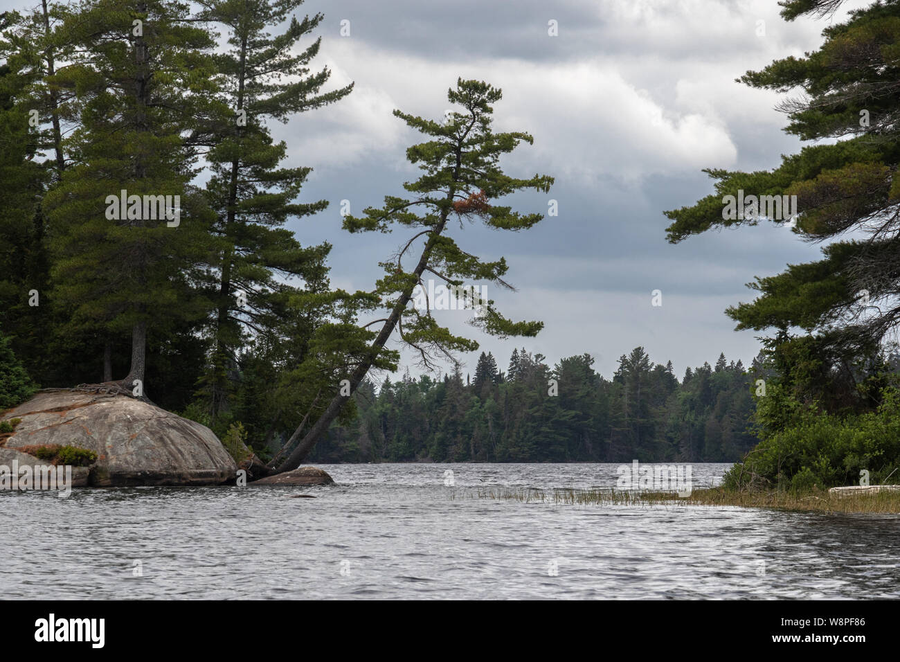 Evergreens leaning over Tea Lake in Algonquin Park Stock Photo