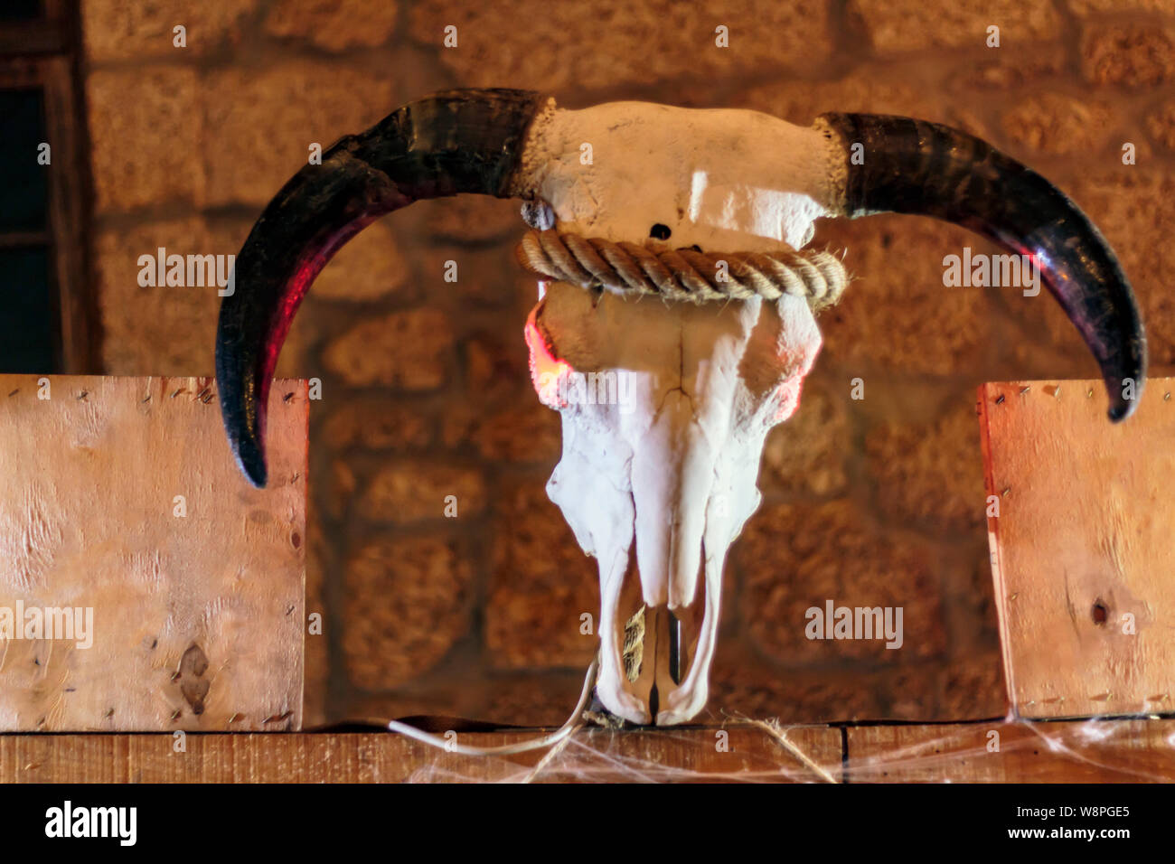Animal Skull With Horns Halloween Decoration Stock Photo
