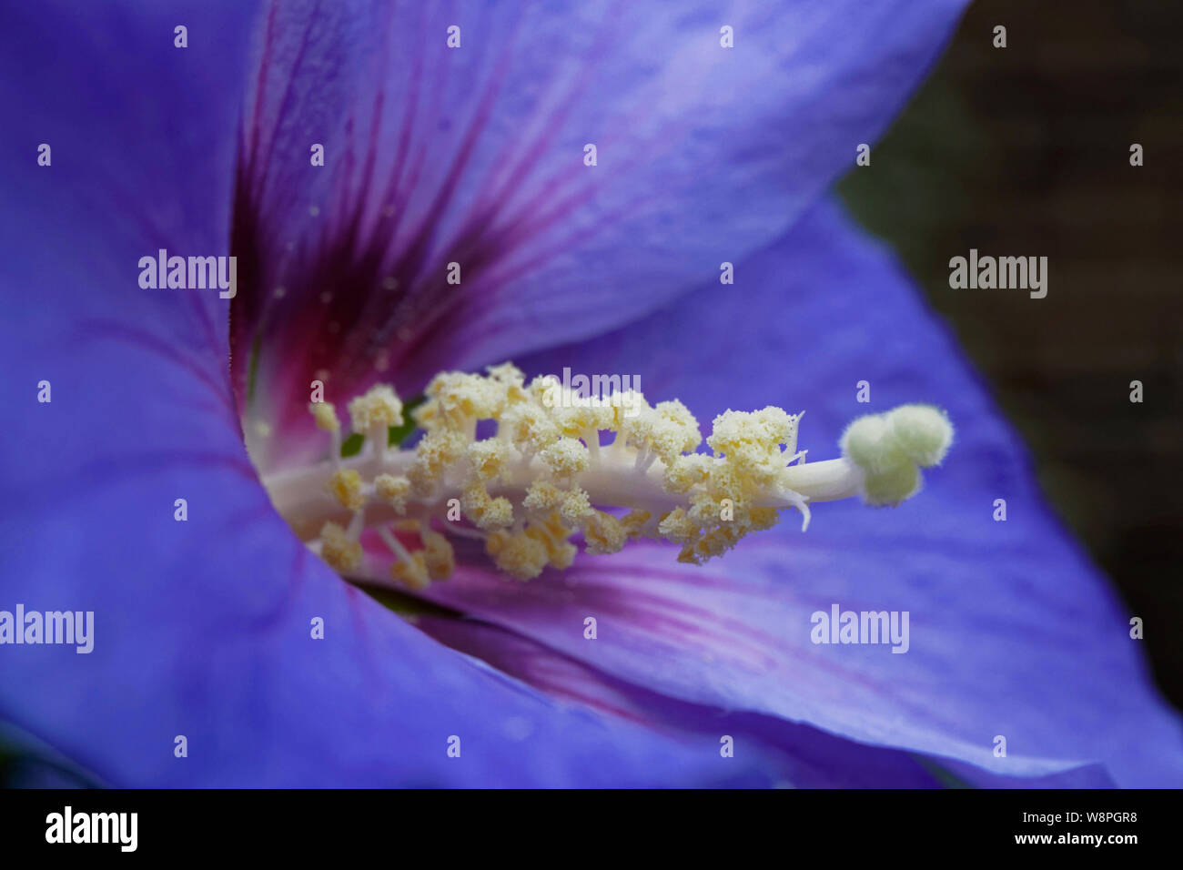 Blue hibiscus up close Stock Photo