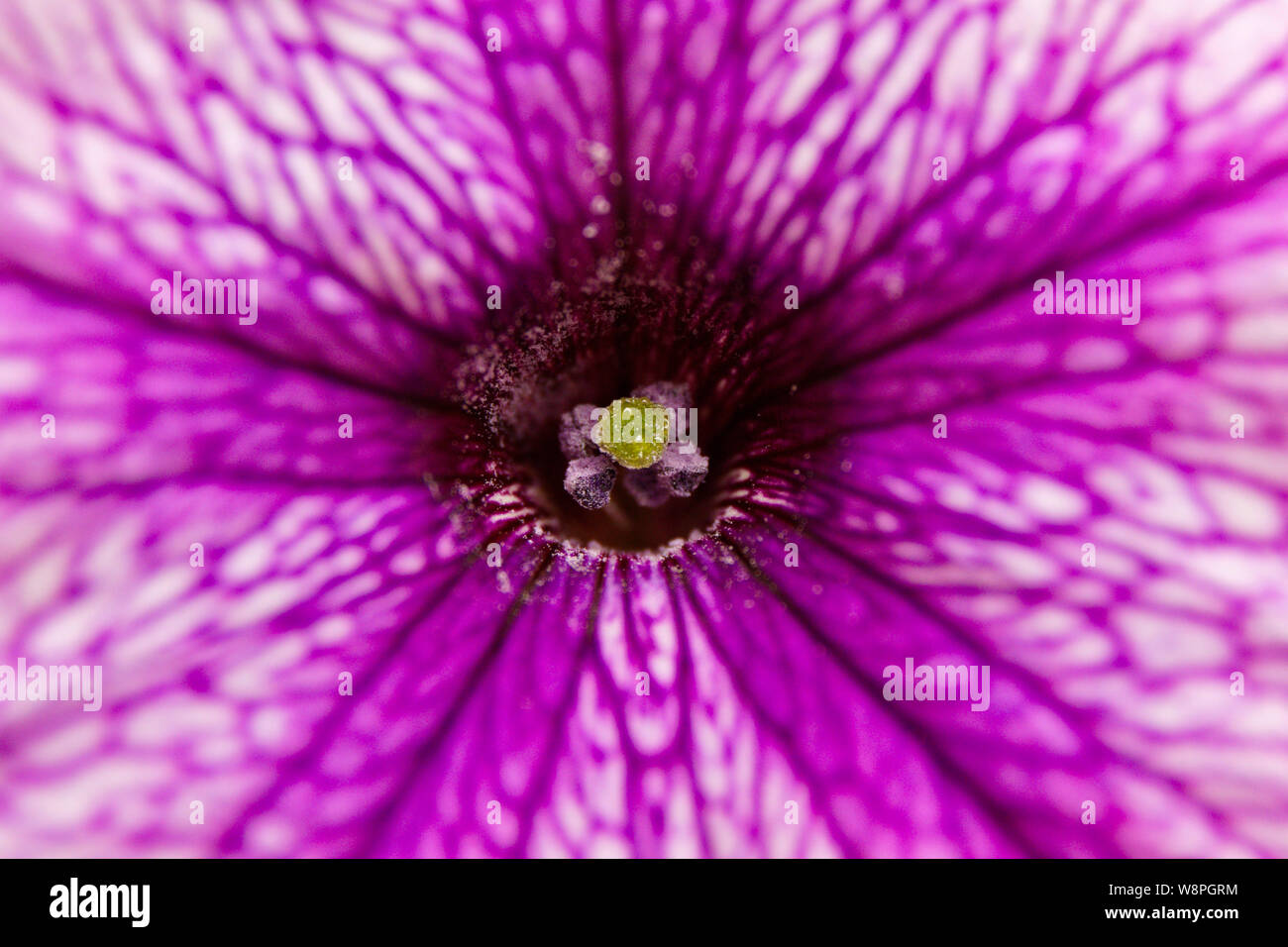 Petunia flower up close Stock Photo