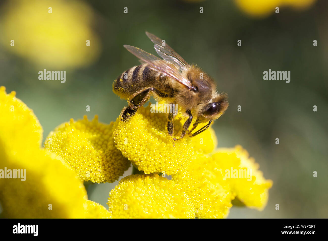 Honey bee on Tansy Stock Photo