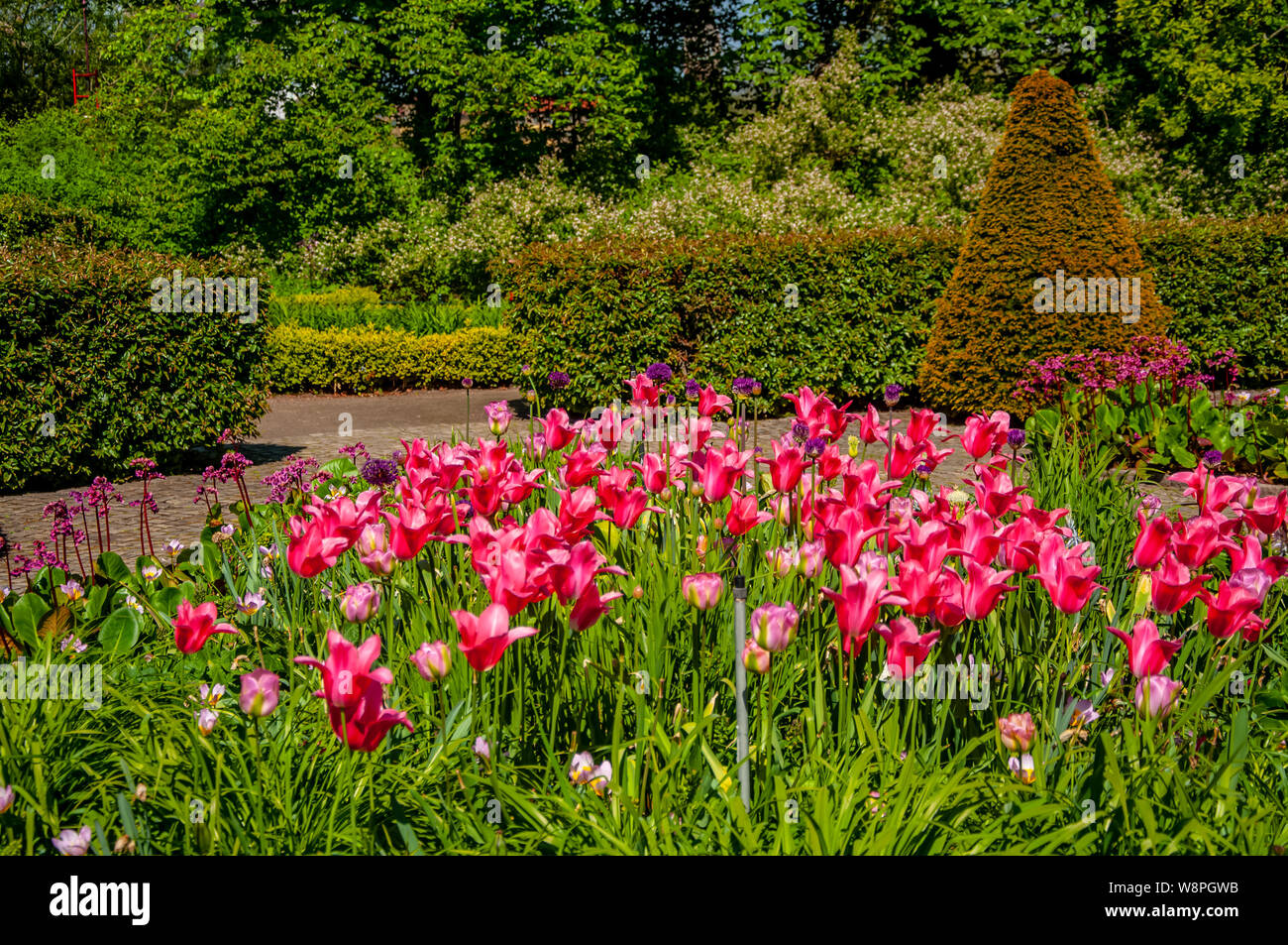 Beautiful pink flower in the park in the city of Malmo Sweden Stock Photo