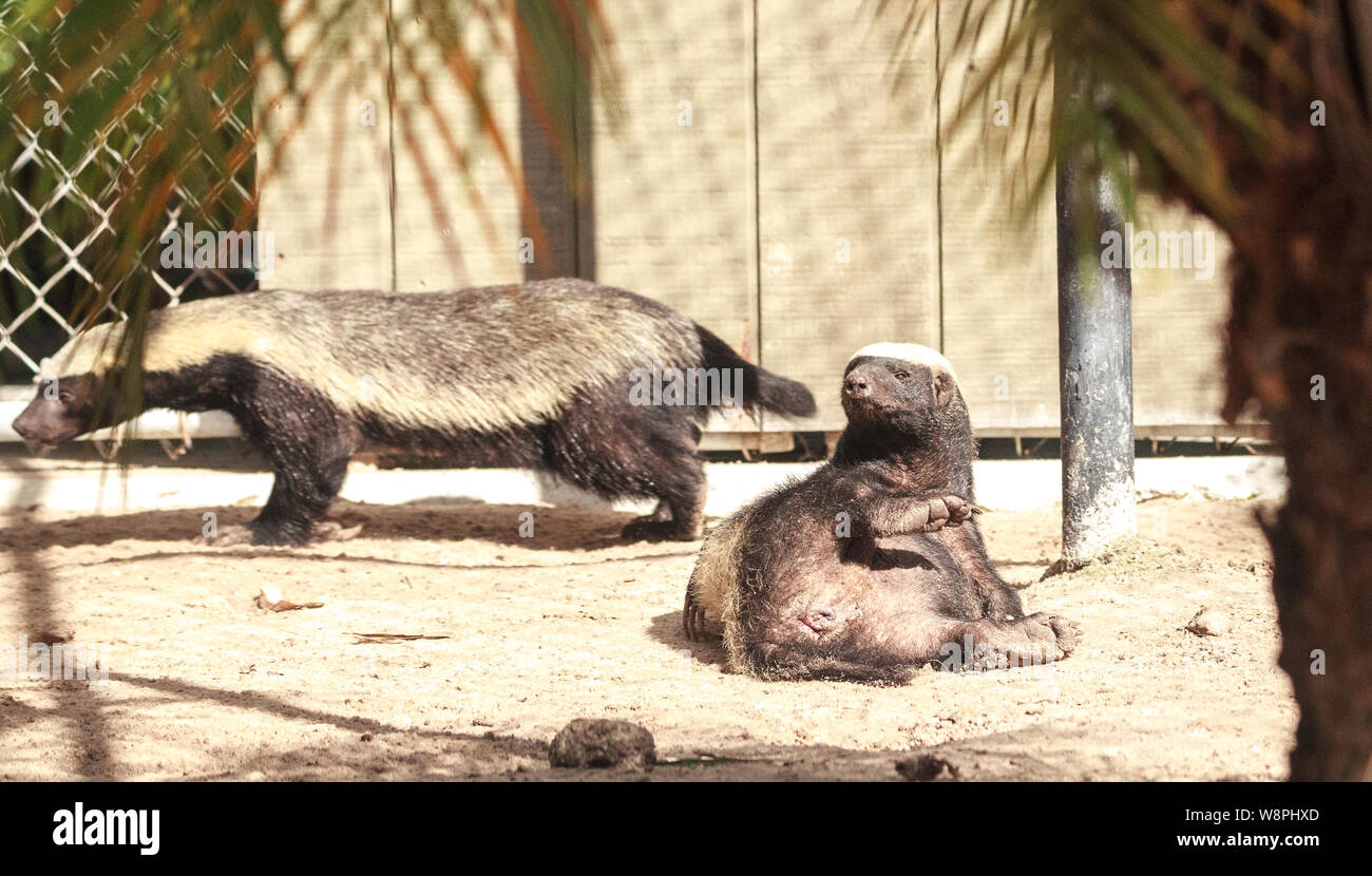Funny spread legged Honey badger Mellivora capensis is known for being  tough and tenacious Stock Photo - Alamy