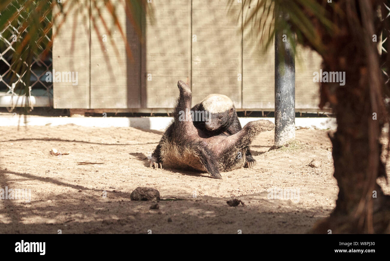 Funny spread legged Honey badger Mellivora capensis is known for being tough and tenacious Stock Photo - Alamy Funny spread legged Honey badger Mellivora capensis is known for being tough and tenacious Stock Photo - Alamy