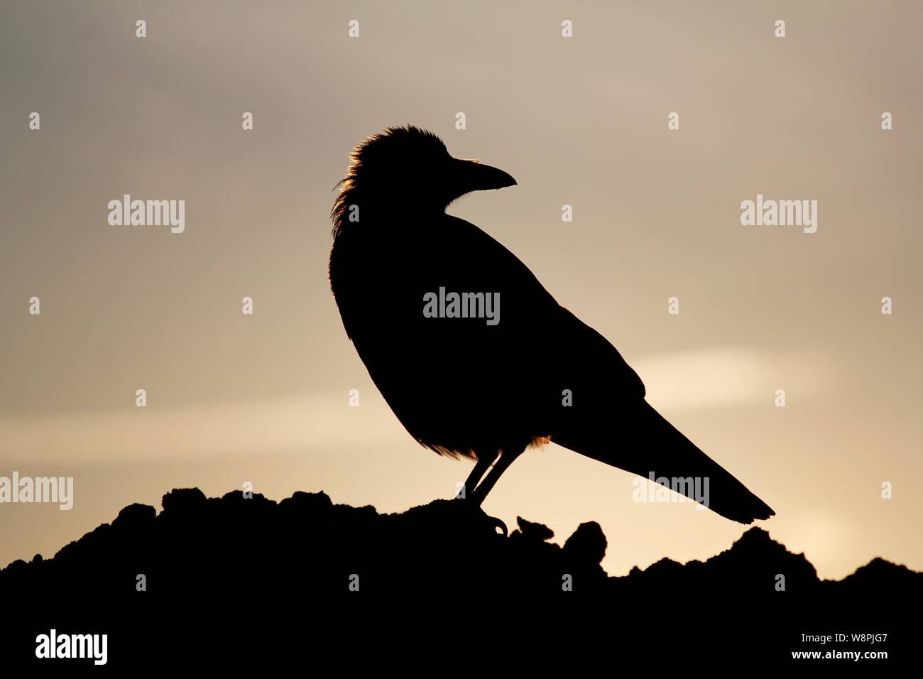 Rabenkrähe im Sonnenlicht - Crow Stock Photo