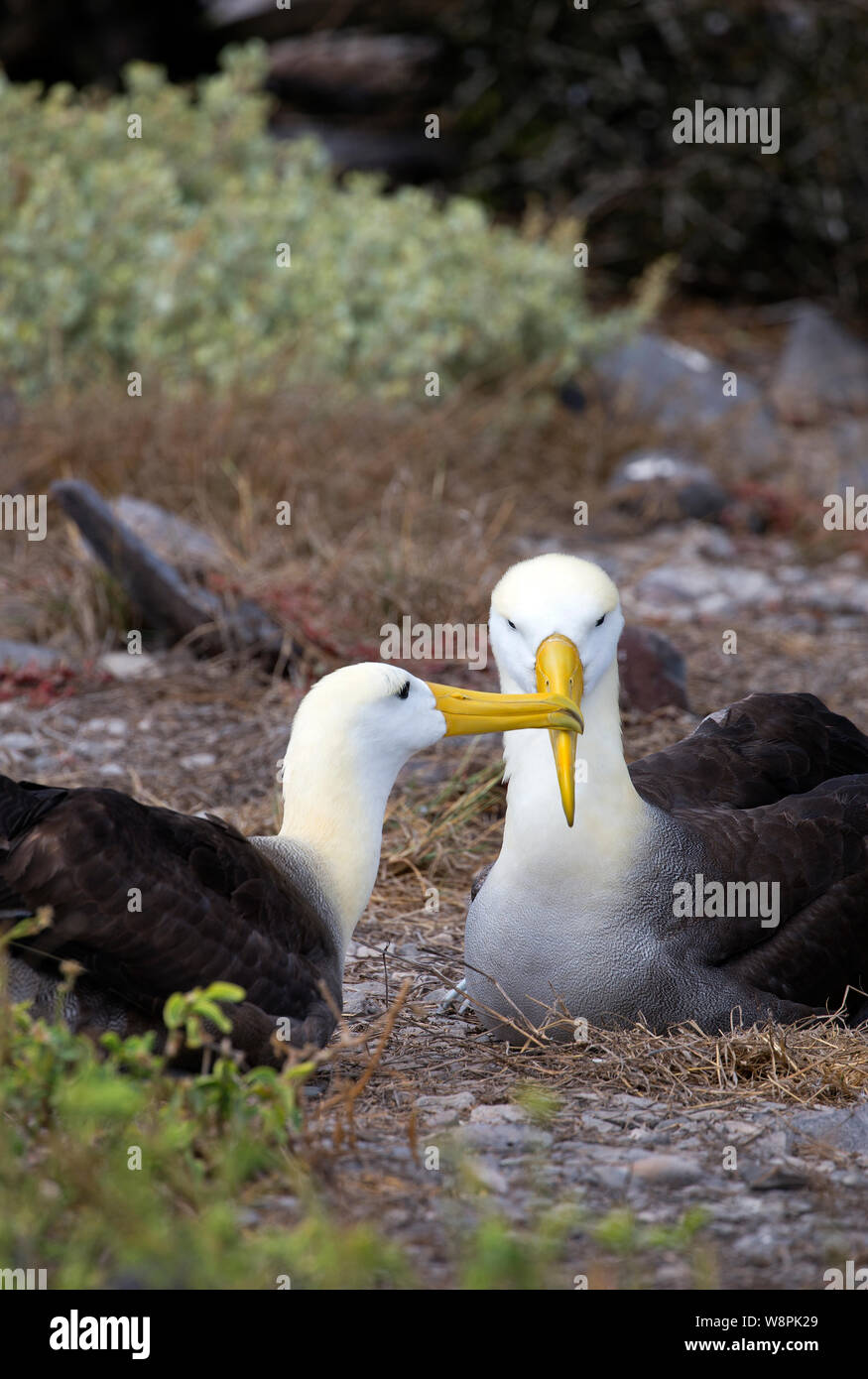 Albatross birds taken on Galapagos islands Stock Photo - Alamy