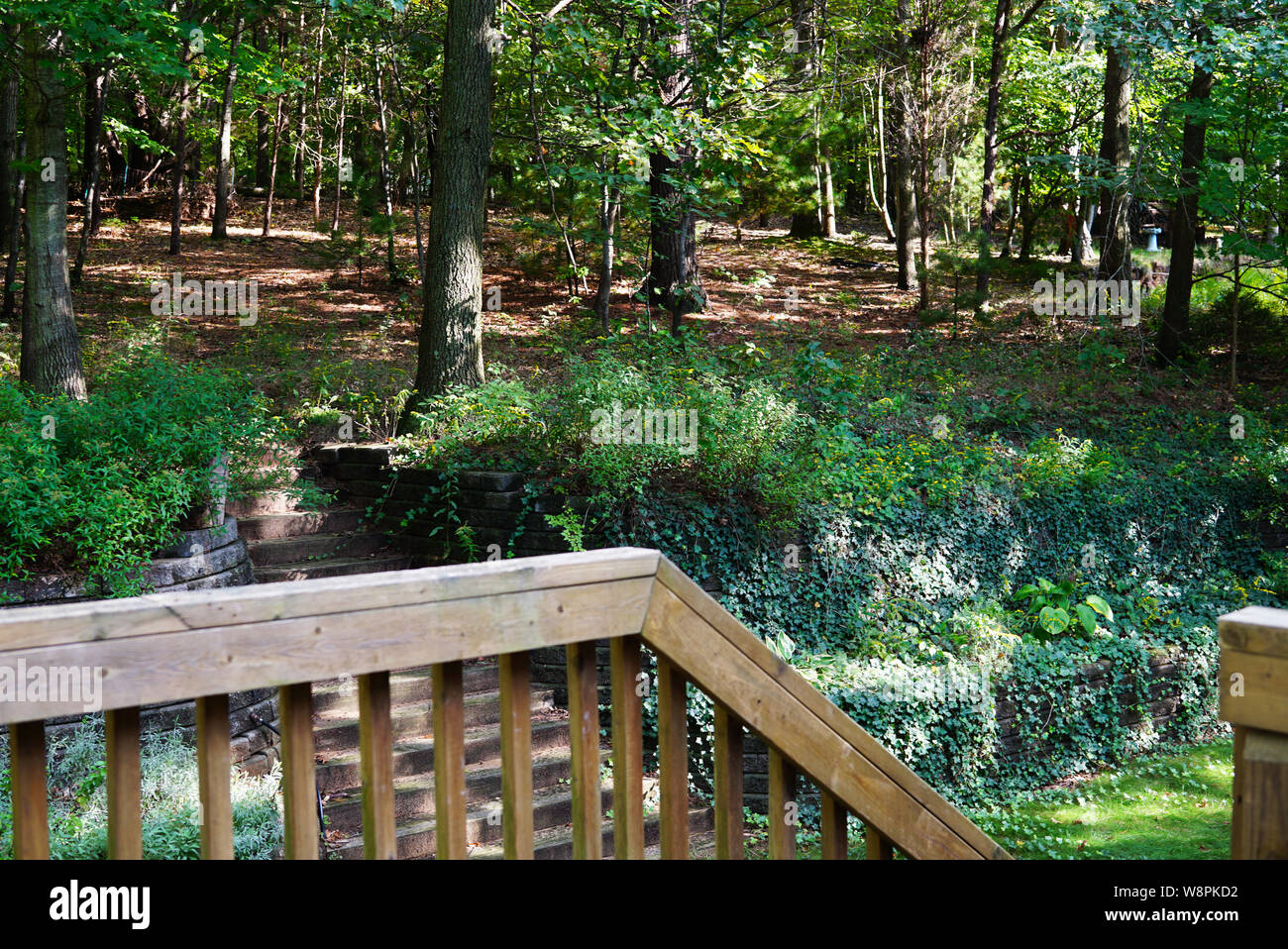 Forest In The Backyard Of The House A Staircase Rises To The