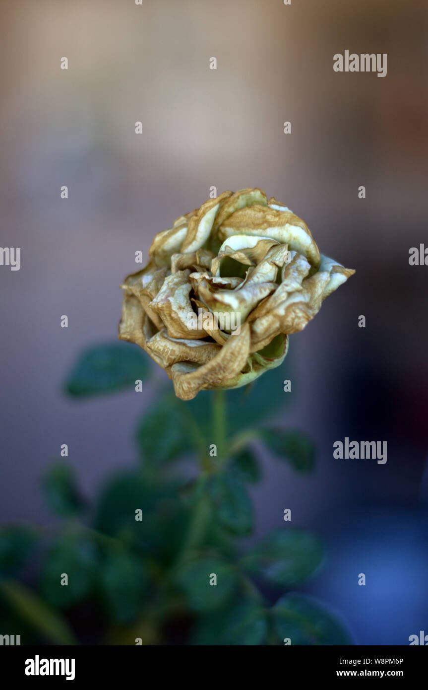 White rose with wilting petals hires stock photography and images Alamy